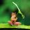 Red Frog