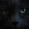Chat Noir 