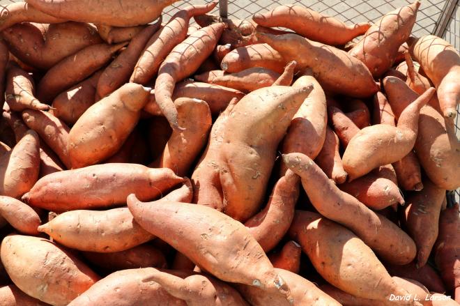 Sweet Potatoes 
