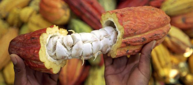 El cacao es rico en vitamina D2