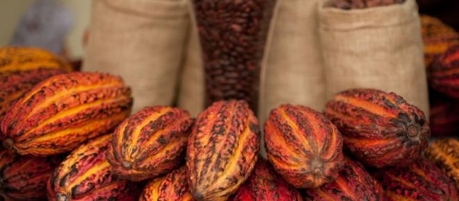 La diabetes y el c&aacute;ncer pueden controlarse con el cacao