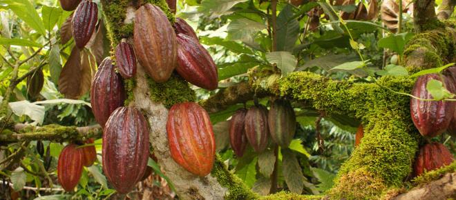 Las vitaminas del cacao se producen por hongos inofensivos
