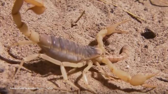 Their tastiest dish is scary