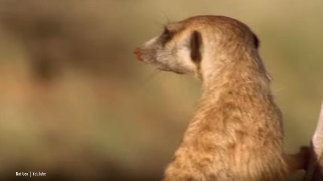 Meerkats look out for their clan