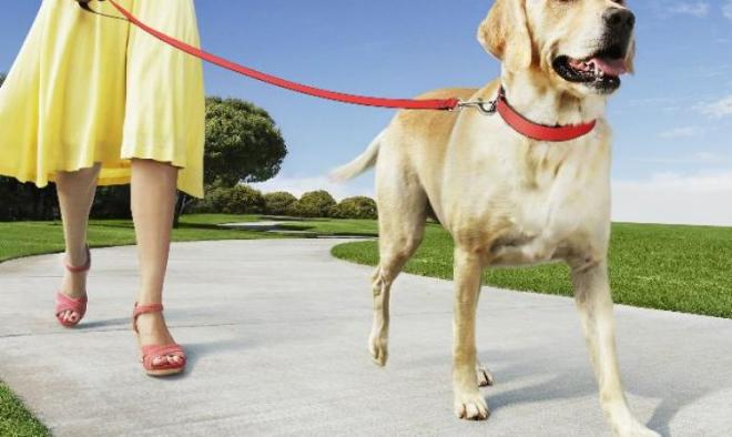 Saca la mascota a pasear 