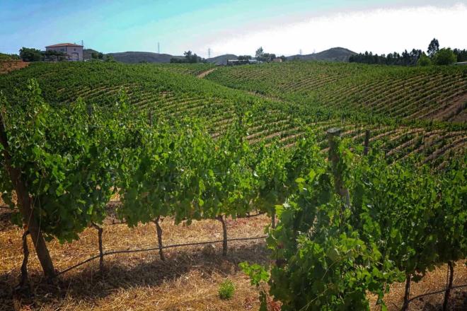 Wine taste at the Quinta do Frances Winery