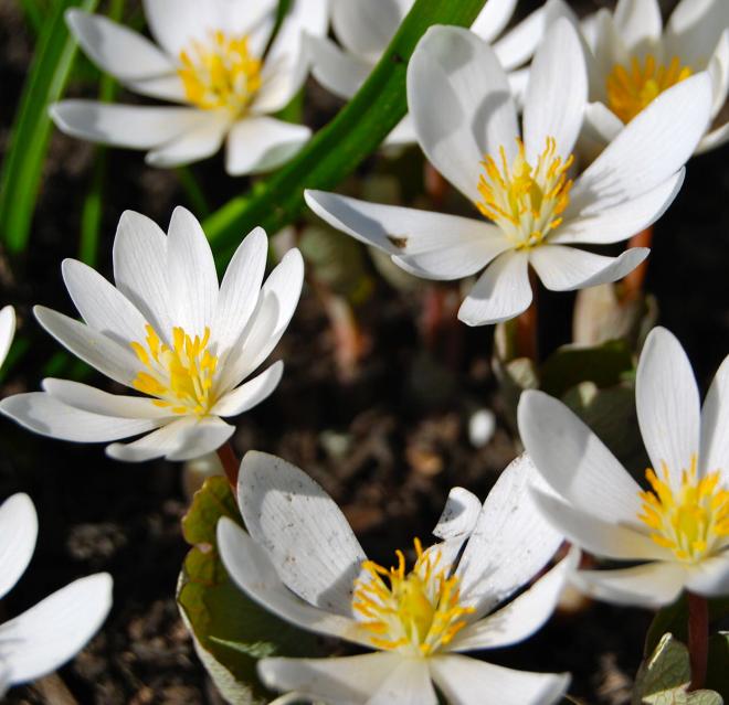 Bloodroot Flower