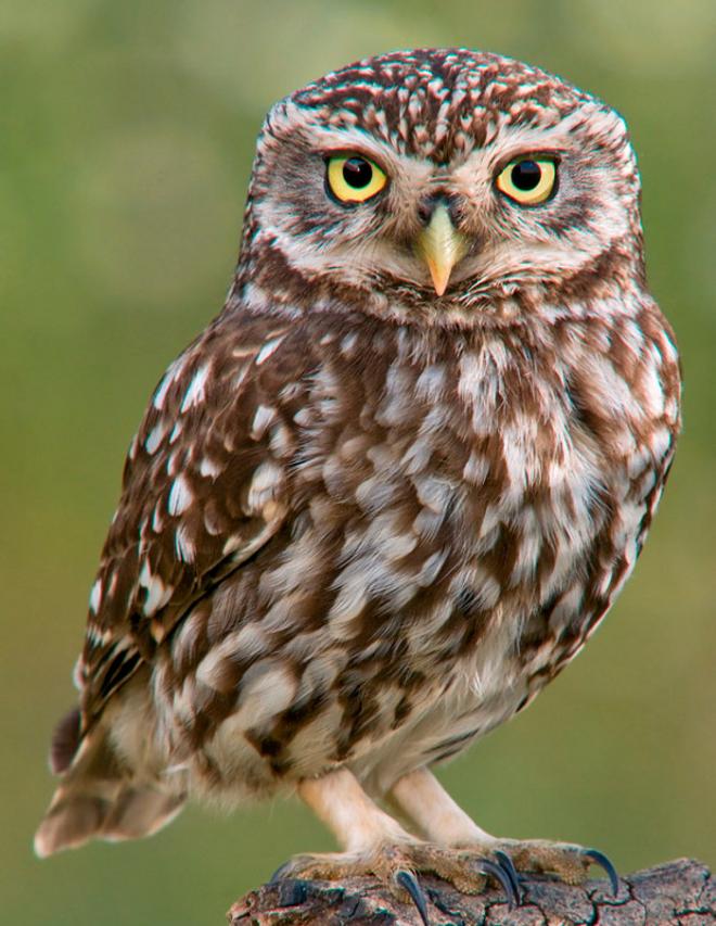 El mochuelo pernambucano