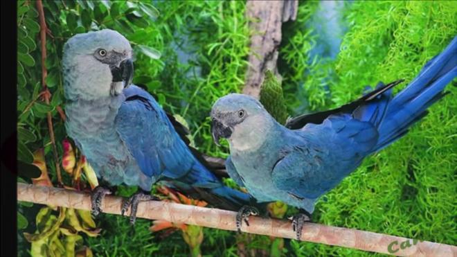 El guacamayo de Spix