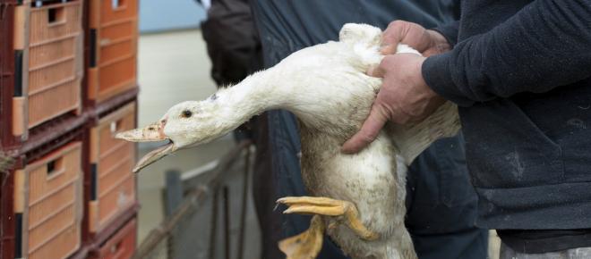 El origen del virus puede estar en las aves