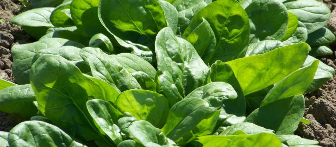 Las nutritivas espinacas