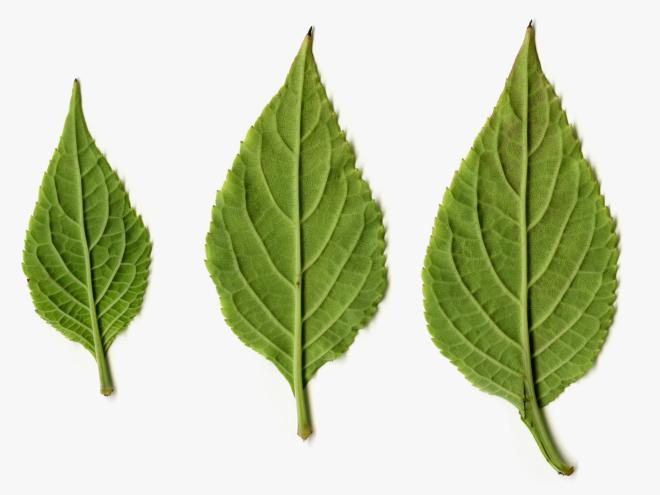 Foglie di salvia