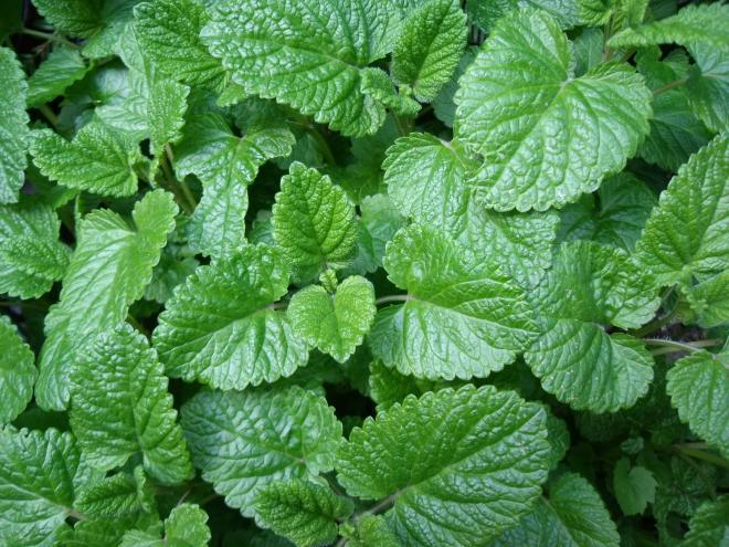 Melissa e verbena