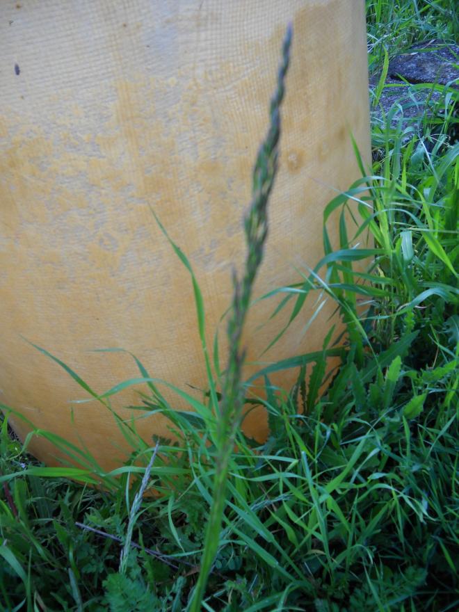 Gramigna e finocchio