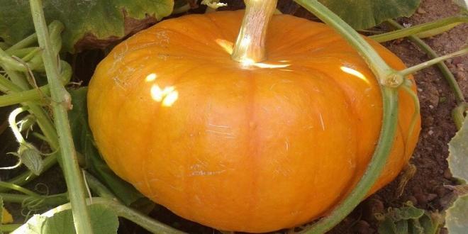 La zucca &egrave; la regina delle tavole d'autunno