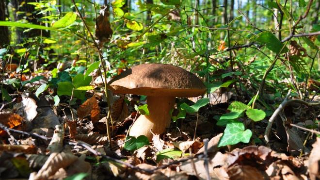 Profumo di funghi