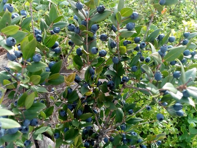 Integratori naturali