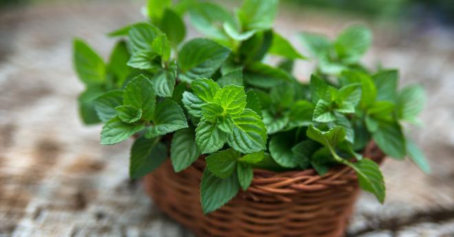 Menta: anti-fame digestivo