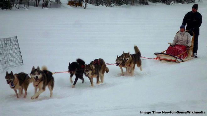 Husky sled ride and Santa at the London Wetlands