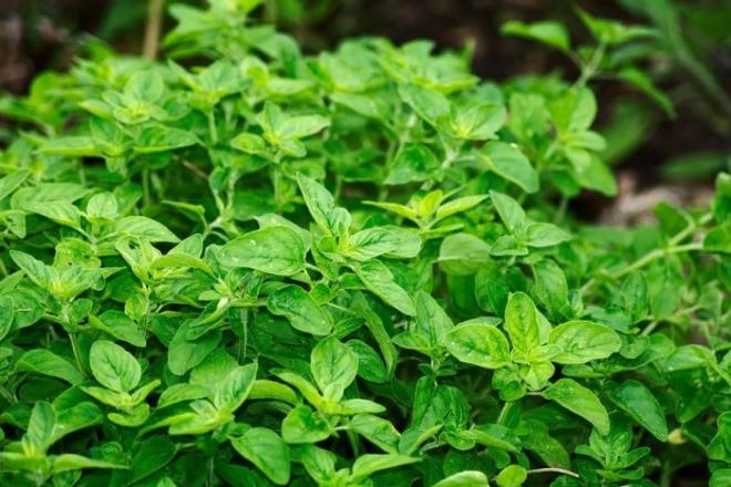Le erbe aromatiche