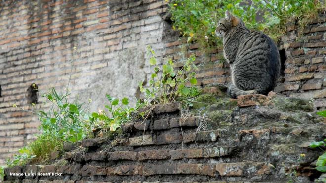 Torre Argentina Roman Cat Sanctuary, 1-41 Via di Torre Argentina, Rome, Italy