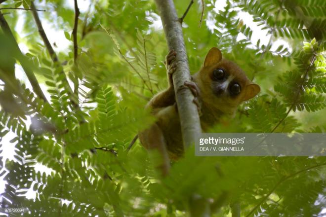 Les cheirogaleid&eacute;s