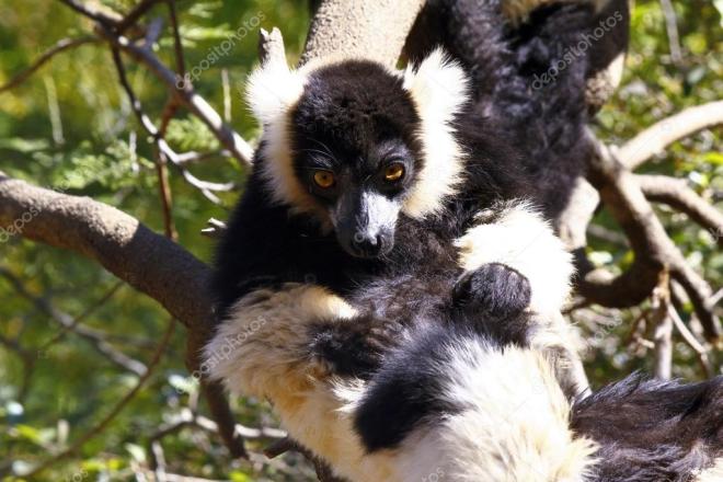 Les l&eacute;murs vari