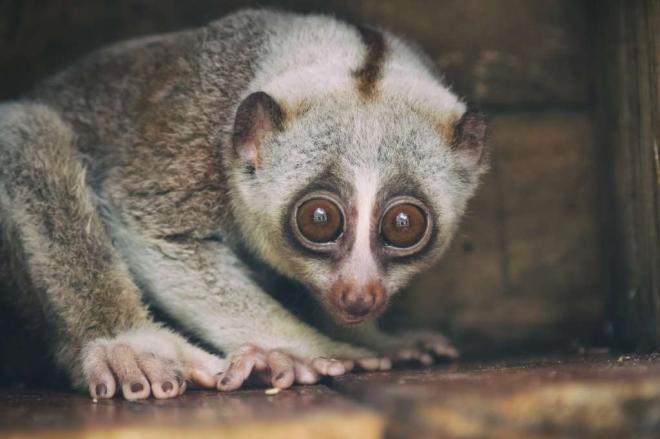 Le Loris (ou Nycticebus)