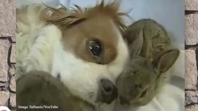 King Charles spaniel adopts baby rabbits