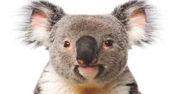 Pueden sobrevivir sin agua 