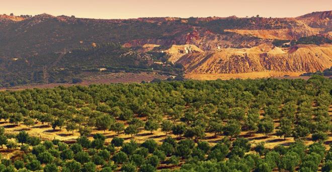 Numero 1 en aceite... y trasplante de &oacute;rganos