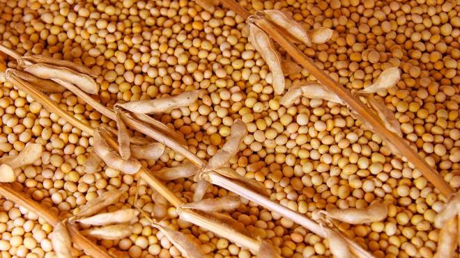 Soja y alimentos a base de soja