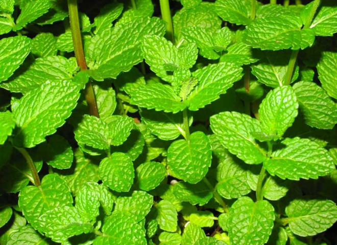 Dulces y bebidas con menta 