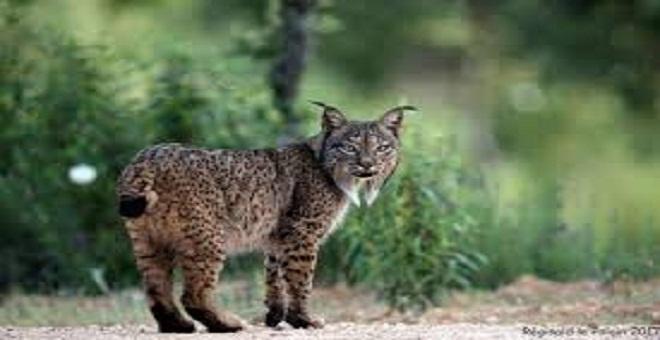 El lince ib&eacute;rico (Lynx pardinus)