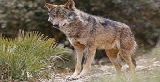 Lobo ib&eacute;rico (Canis lupus signatus)