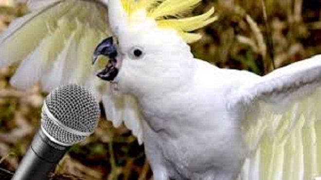 Los loros son buenos imitadores.