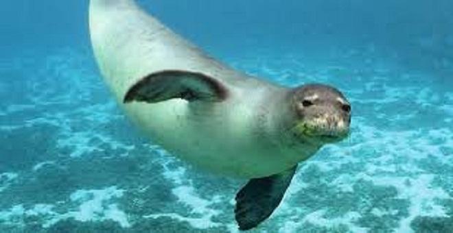 Foca monje del Mediterr&aacute;neo (Monachus monachus)