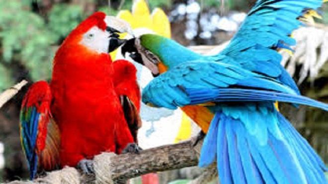 Los loros son longevos