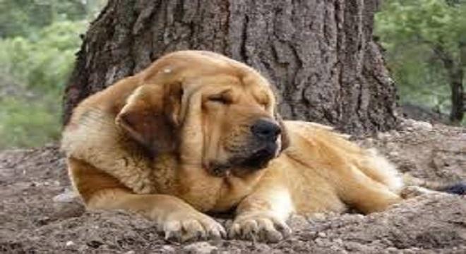 Mast&iacute;n espa&ntilde;ol