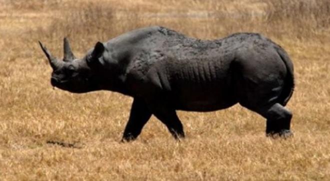 El rinoceronte negro del Oeste