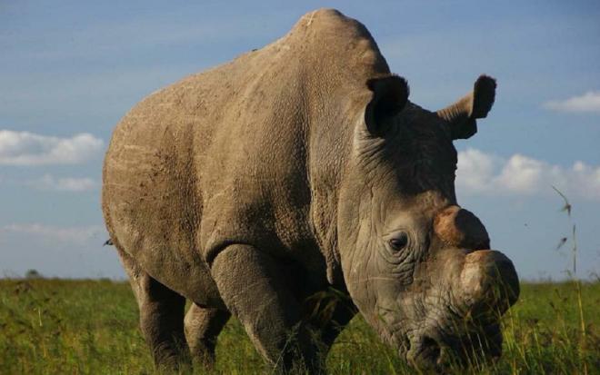 El rinoceronte blanco