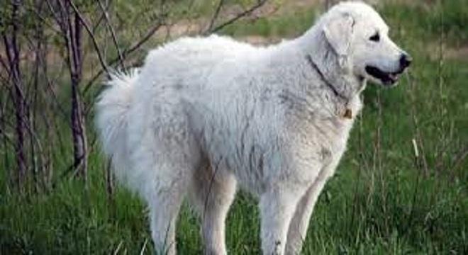 Raza kuvasz