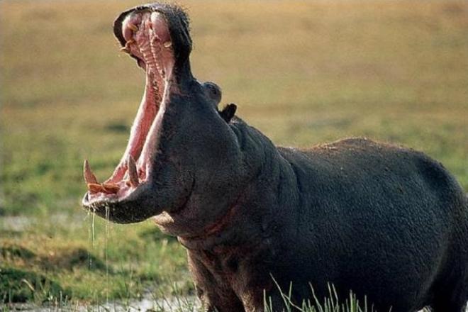 El hipop&oacute;tamo