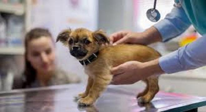 Acudir al m&eacute;dico veterinario