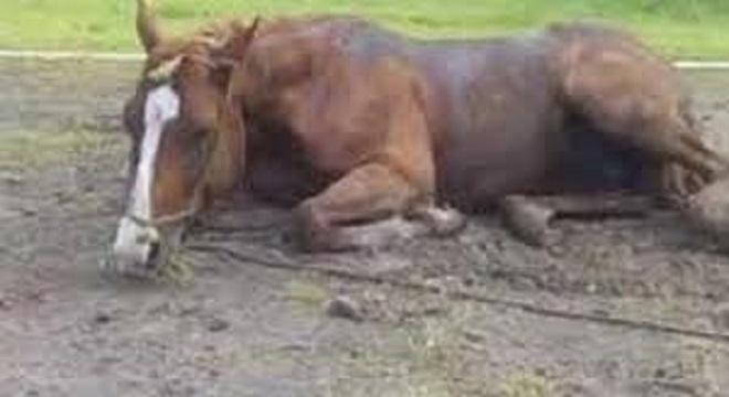 Las encefalitis equinas