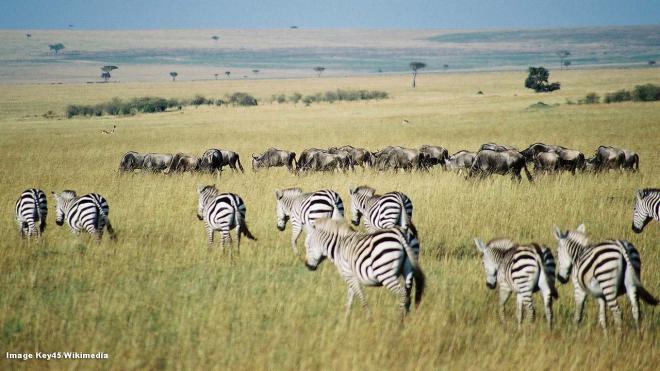 Masai Mara Reserve - Kenya