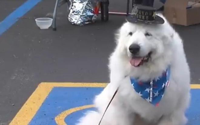 Duke, o c&atilde;o prefeito