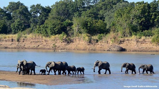 South Luangwa Park - Zambia