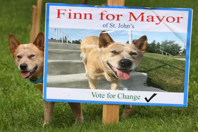 Finn - candidato a prefeito