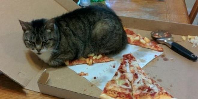 Comida humana n&atilde;o!